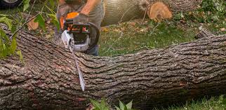 How Our Tree Care Process Works  in  Mobile, AL